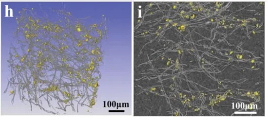 نمایی دقیق‌‌تر از نفوذ سولفور به درون فوم فیبر کربن